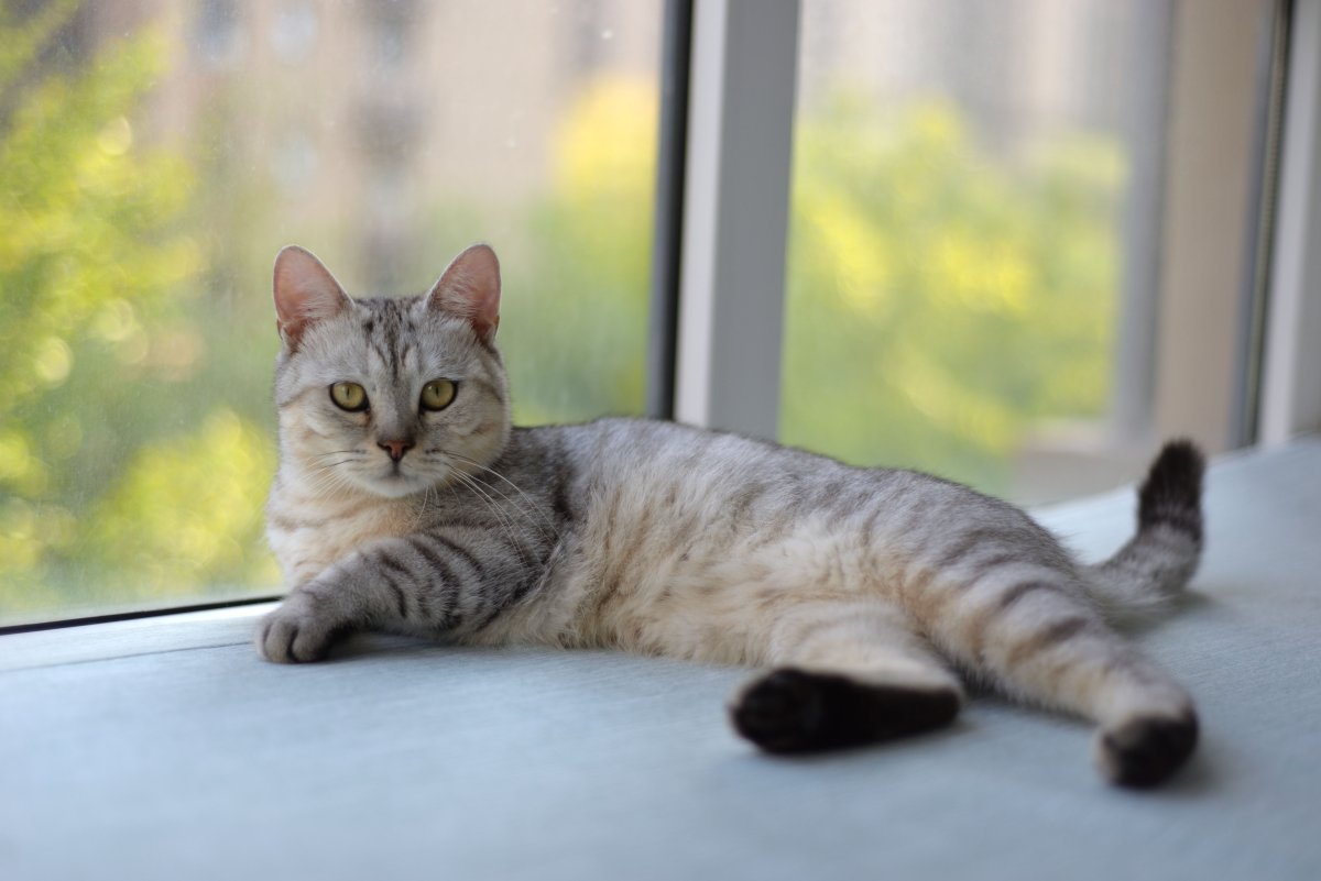 Pour les propriétaires de chat: Choisir sa litière végétale